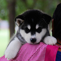 AUN�����������ᣩһ��������