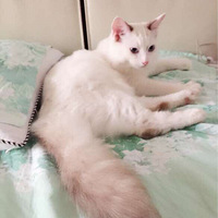 �����Ӷ�׼ʱ����ë���糿7�����ϴ����ѡ�