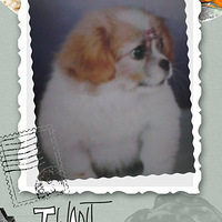 ��������ı���������ȥ�İ��衣������