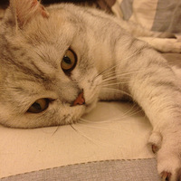 ��è�����ɡ��������������꣡T^T��Ҳ����С��������