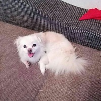 ���7���ڹ���·������һֻ������������