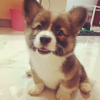 ��������ֻ���