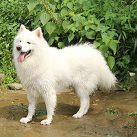 һ�󲨰���������Ϯ��