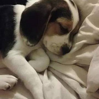 ��˯�е�С��������������С��ʹ��������