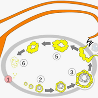 ����������ָ��  Ů�˵������