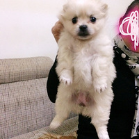 �̵�Ů����Ů��˿��˲�� ��Ц