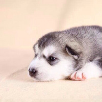 ����ĳɳ�ʷ�������������϶���������Ƥ