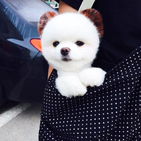 �ȳ�Ѫ��С������Ϳ�������죬�۷�������