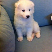 �ܸ�����ʶ��