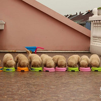 ���ɭ�ɳ���