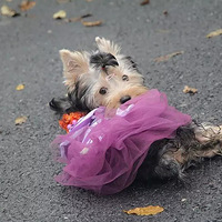 ����ɹ����~�ö�ͷ��Ŷ��ϲ���Ŀ�����