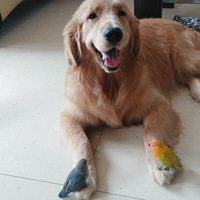 ��ë �ձ�  �������CKU�й��ھ�ͭ�ʵ�¼��~