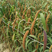 ˭֪���вͣ�����������