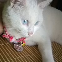 �����ع�֮��ʧƪ