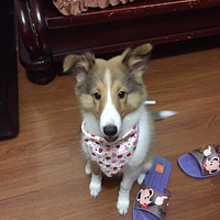 #С���ɳ���-1#�����գ����������͸磡