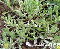 �����ա������ƣ���ҩҲ��ʮ����Ф


 