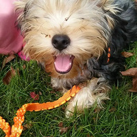 ����ȳ衿5������Ƭ������������С��Ů��