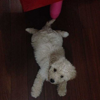 �����˵�ϸС����ս