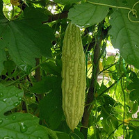 �＾�ܾ����� �����ٳԾ����ݣ�