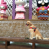 ����hello kitty��԰�� ������