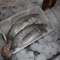 ��ɽ������Ϥ�ĺ���