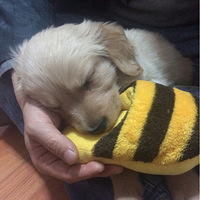 �ҵİ�Ȯ ���ͣ��ɳ���¼��