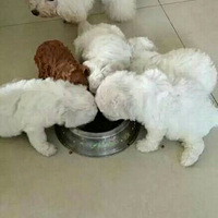 ���η�����һ���ҹ������������ﱧ����ʼ��