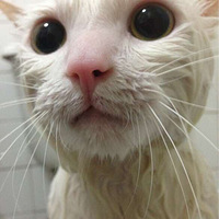 ϴ��ͱ�ë���ˡ�С���������èè�����Ҹ�