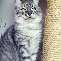 �úõ�è�����Ҹ�ĸ�����һ��������̫����