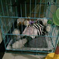 �Ա����㣬�Ľų��������˯