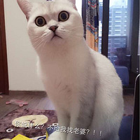 ������Ա��У�����Ů�����ÿ����С��Ѽ��