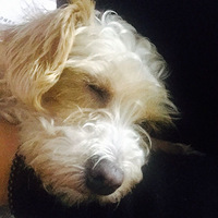 �����������һֻ�Ļ���