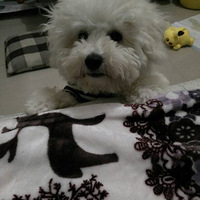 ��̥ëǰ��С���˱�С����