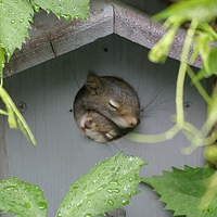 squirrel