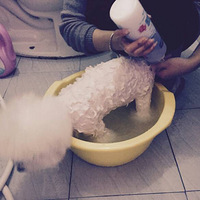 ϴ����󣬌�˿��˧��