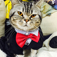 ˫ʮһ��ģ������԰�