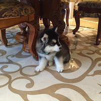 ��˵�����������˻������Խ��Խ�񡣡�������