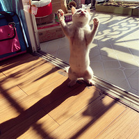 ��ת����Ծ���Ҳ�ͣЪ����