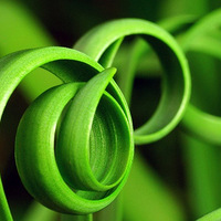 Nature Detail