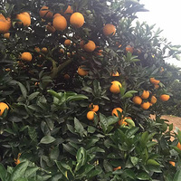 ���ʺ�����