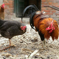 �����ľŴ��󴫣�ԭ�����Ǳ�ƭ��20���꣡