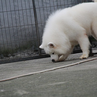 SKY�Ͱ��ݶ���