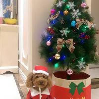 �壡���Ĵ�æ������ʥ��������