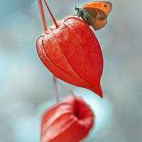 Physalis