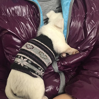 ������װ����+С�����Ǻã��·�һֻ���Ӿ͸㶨~~