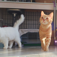 ������Ҳ������è�����ˣ�����������������