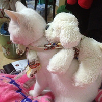 ѹ��·ȥ����   ����������ұ��ŵܵ�ȥ