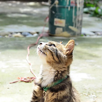 �Ҽҵ��±���----�ǹ���Ͷ�