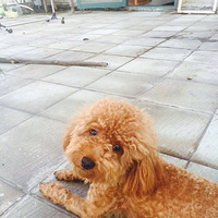 �Ҽҵ�С���� �Ѿ������� ��ǰ������Ҫ��