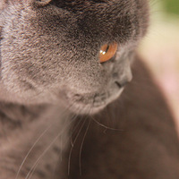 Ӣ��ë�����Ͷ����